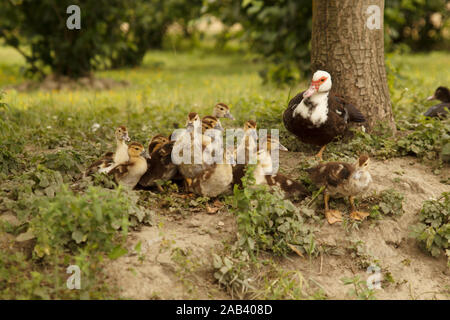 Mother duck with her ducklings in green garden under the tree. Poultry farming. Rural life. Stock Photo