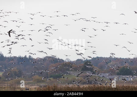 A frame filling image of hundreds of geese coming into land next to a lake in Merseyside. Stock Photo