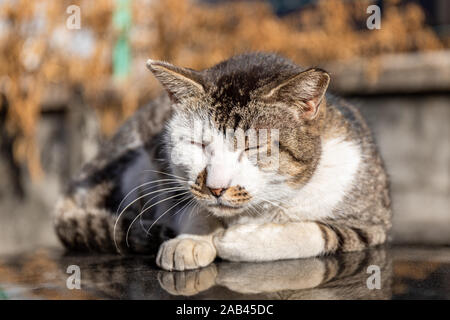 Sleepy cat on the roof of a car in the afternoon sun, autumn Stock Photo