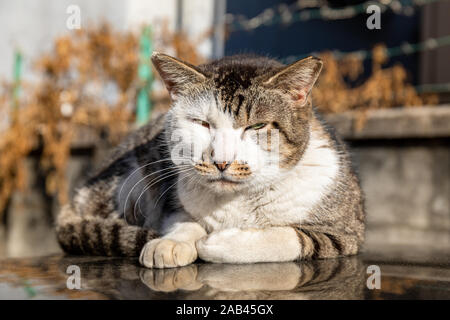 Sleepy cat on the roof of a car in the afternoon sun, autumn Stock Photo