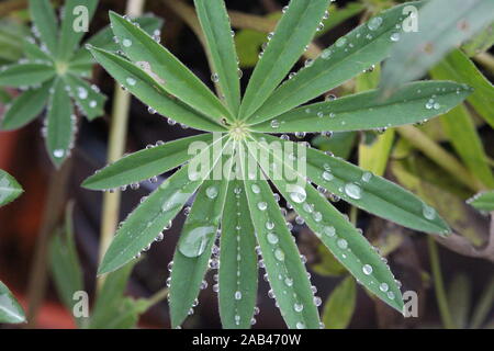 A close up photograph of water droplets sat on the delicate leaves of a lupin plant. Stock Photo