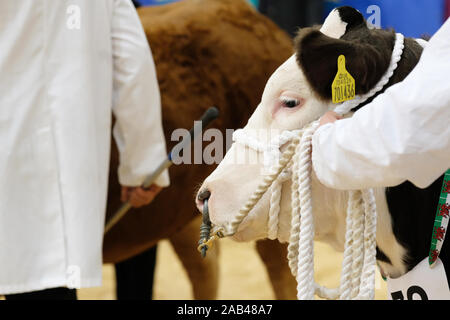 Royal Welsh Showground, Builth Wells, Powy, Wales, UK - Monday 25th November 2019 - Royal Welsh Winter Fair - Today is the opening day of the 30th Royal Welsh Winter Fair. Cattle on exhibition in the display arena includes this Limousin and British Blue X ( cross ) - beef prices have fallen through 2019. Credit: Steven May/Alamy Live News Stock Photo