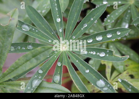 A close up photograph of water droplets sat on the delicate leaves of a lupin plant. Stock Photo