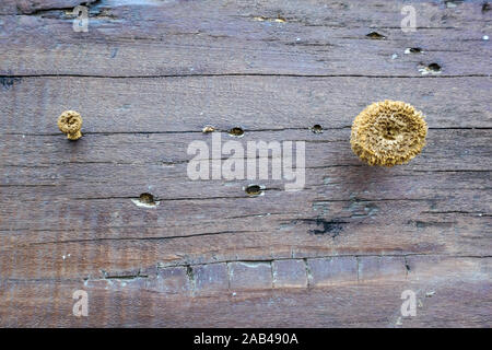 Small mushrooms are growing on wooden planks to make a table during hot and humid weather. Stock Photo