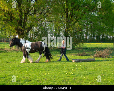 Nana with regulator horse Irish Tinker towing an oak tree trunk across a meadow. Stock Photo
