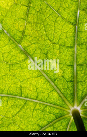 Macro of healthy green nasturtium leaf with light green net of veins and a stem Stock Photo