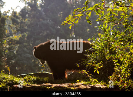 Bear, chester zoo Stock Photo
