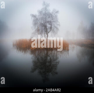 Moody lake in the fog. Lonely Island with trees in mist. Stock Photo