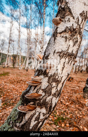 Beautiful scene with wooden mushrooms on birch tree in yellow autumn forest in November. Stock Photo