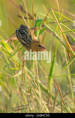 Baya Weaver perching on grass stalk finding its seed to eat Stock Photo