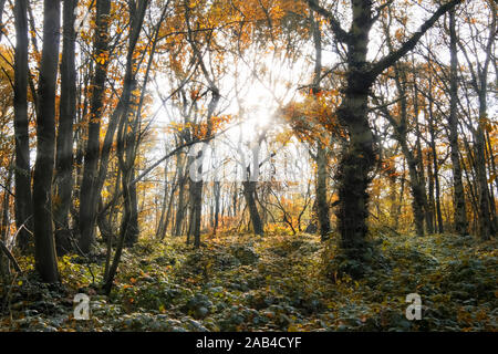 The autumn colors of an English wood, with rays of sunlight streaming through the trees Stock Photo