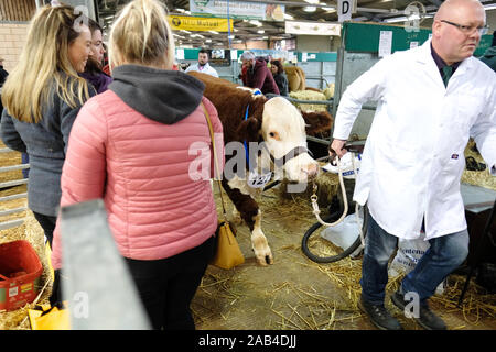 Royal Welsh Showground, Builth Wells, Powy, Wales, UK - Monday 25th November 2019 - Royal Welsh Winter Fair - Visitors step aside to allow a young pedigree Hereford steer to pass through on its way to the display arena on a busy first day of this years Royal Welsh Winter Fair. Credit: Steven May/Alamy Live News