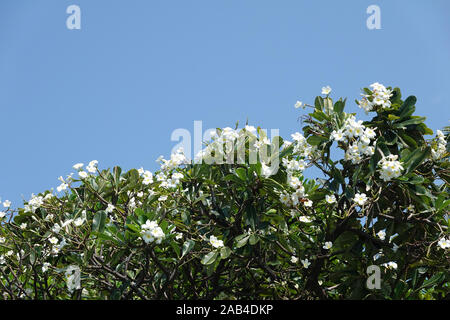 Blooming Frangipani Plumeria obtusa tree with white blossoms, blue sky in the background  copy space Temple tree  Singapore graveyard flower fragrant Stock Photo