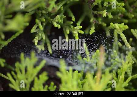 Dewdrops on Spider's Web in Bush Stock Photo