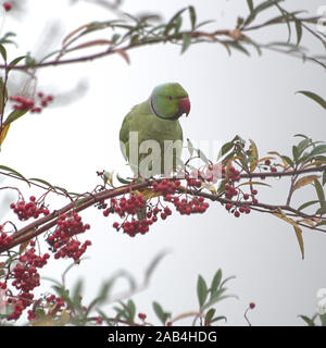 Ring-Necked Parakeet Facing Right Stock Photo