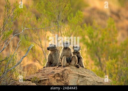 Chacma baboons (Papio ursinus), adult, group sitting on rocks, Mountain Zebra National Park, Eastern Cape, South Africa Stock Photo