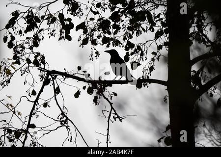 Raven crow (Corvus corone) standing on branch, silhouette, Hesse, Germany Stock Photo