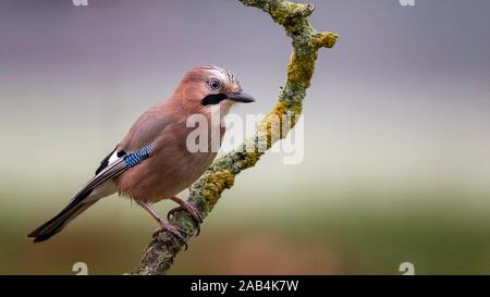 Eurasian jay (Garrulus glandarius) sits on a branch, Middle Elbe Biosphere Reserve, Saxony-Anhalt, Germany Stock Photo