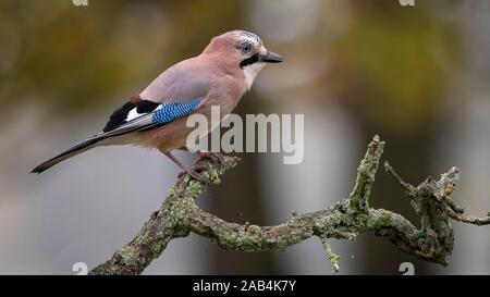 Eurasian jay (Garrulus glandarius) sits on a branch, Middle Elbe Biosphere Reserve, Saxony-Anhalt, Germany Stock Photo