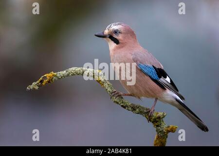 Eurasian jay (Garrulus glandarius) sits on a branch, Middle Elbe Biosphere Reserve, Saxony-Anhalt, Germany Stock Photo