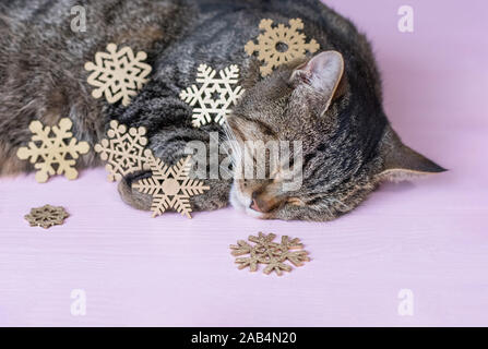Sleeping cat and Christmas decorations on a pink background. The concept of a cozy Christmas. Close up, selective focus. Stock Photo