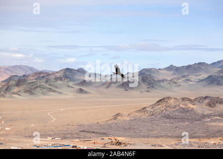 American brown bald eagle in flight over mongolian mountains. Concept freedom, wallpaper, copyspace, place for text Stock Photo