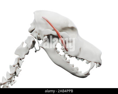 3d rendered illustration of the dog muscle anatomy - zygomaticus Stock Photo