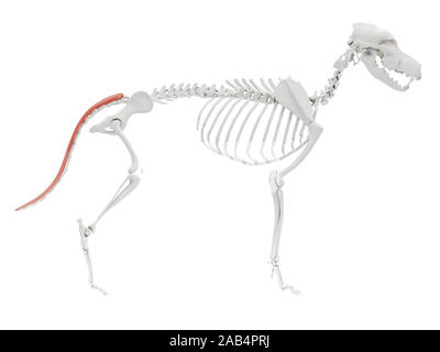 3d rendered illustration of the dog muscle anatomy - sacrocaudalis Stock Photo