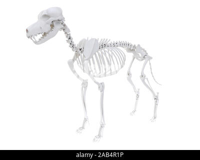 3d rendered anatomy illustration of the dog skeletal anatomy Stock Photo