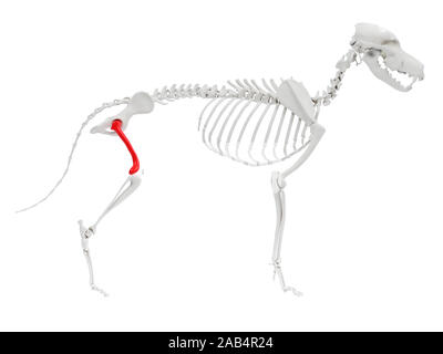 3d rendered anatomy illustration of the dog skeletal anatomy - femur Stock Photo