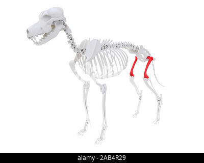 3d rendered anatomy illustration of the dog skeletal anatomy - femur Stock Photo