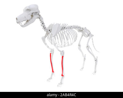 3d rendered anatomy illustration of the dog skeletal anatomy - radius Stock Photo