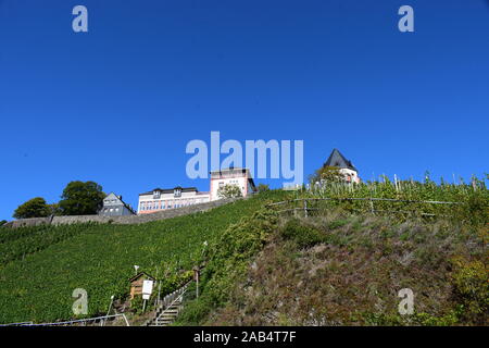 vineyards in Mosel valley near Zell Stock Photo