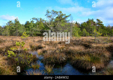 Black moor in the Rhön, Bavaria, Germany, in the autumn with Moor eyes, tres and blue sky Stock Photo