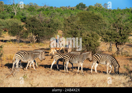 Burchell's zebras (Equus burchellii) and Eland (Taurotragus oryx) and impala (Aepyceros melampus) at Mashatu game reserve, Botswana, Africa Stock Photo