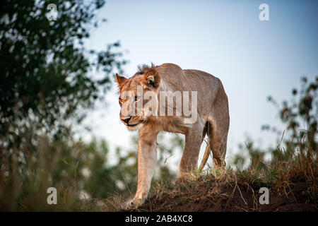 Lion (Panthera leo) at Mashatu game reserve, Botswana, Africa Stock Photo