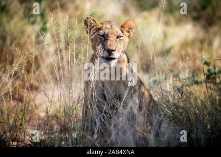 Lion (Panthera leo) at Mala Mala Game Reserve Sabi Sand Park Kruger South Africa, Africa Stock Photo