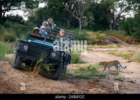 Safari car vehicle and Leopard (Panthera pardus) in Mala Mala Game Reserve Sabi Sand Park Kruger South Africa, Africa Stock Photo