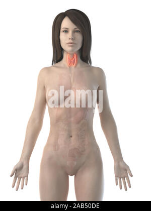 3d rendered illustration of an inflamed thyroid Stock Photo