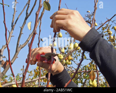 autumn pruning of trees, the guy cuts with a shears a branch of a pear in the garden Stock Photo