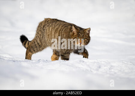 European wildcat wading through the snow of winter countryside Stock Photo