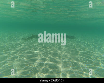 Baby Shark In Green Ocean Stock Photo Alamy