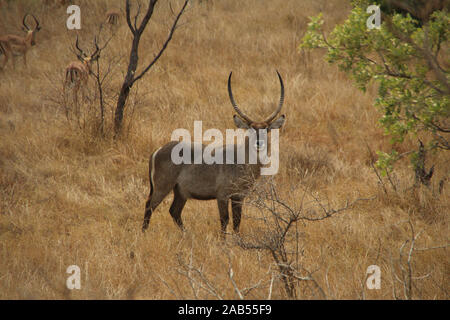 Waterbucks in South Africa Wildlife Stock Photo