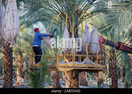 Worker harvesting mature bagged date fruit 'Deglet Noor' plantation, Phoenix dactylifera, California. Stock Photo