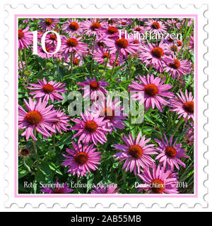 Postage stamp with the image of the red sunhat, Echinacea purpurea