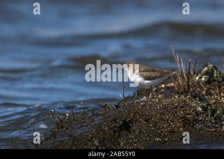 Flussuferläufer (Actitis hypoleucos) Stock Photo
