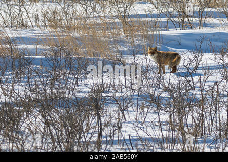 Rotfuchs (Vulpes vulpes), Insel Hokkaido/Japan, Ochotsikisches Meer Stock Photo