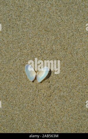 Shell open like a butterfly on the sand Stock Photo
