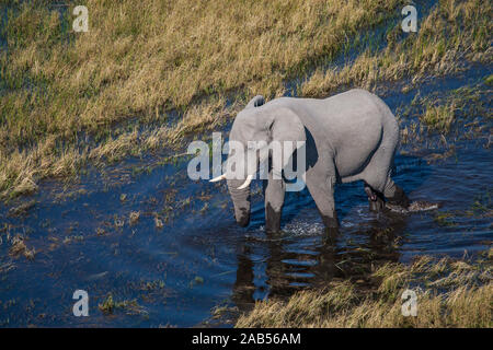 Elefant (Elephantidae) Okawango-Delta, Botswana Stock Photo