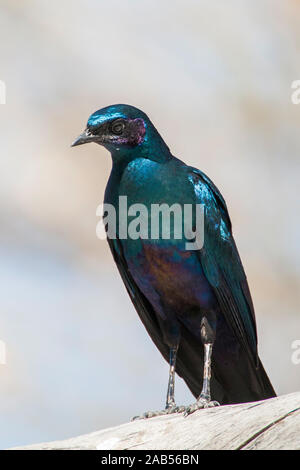 Dreifarben-Glanzstar (Lamprotornis superbus) Stock Photo